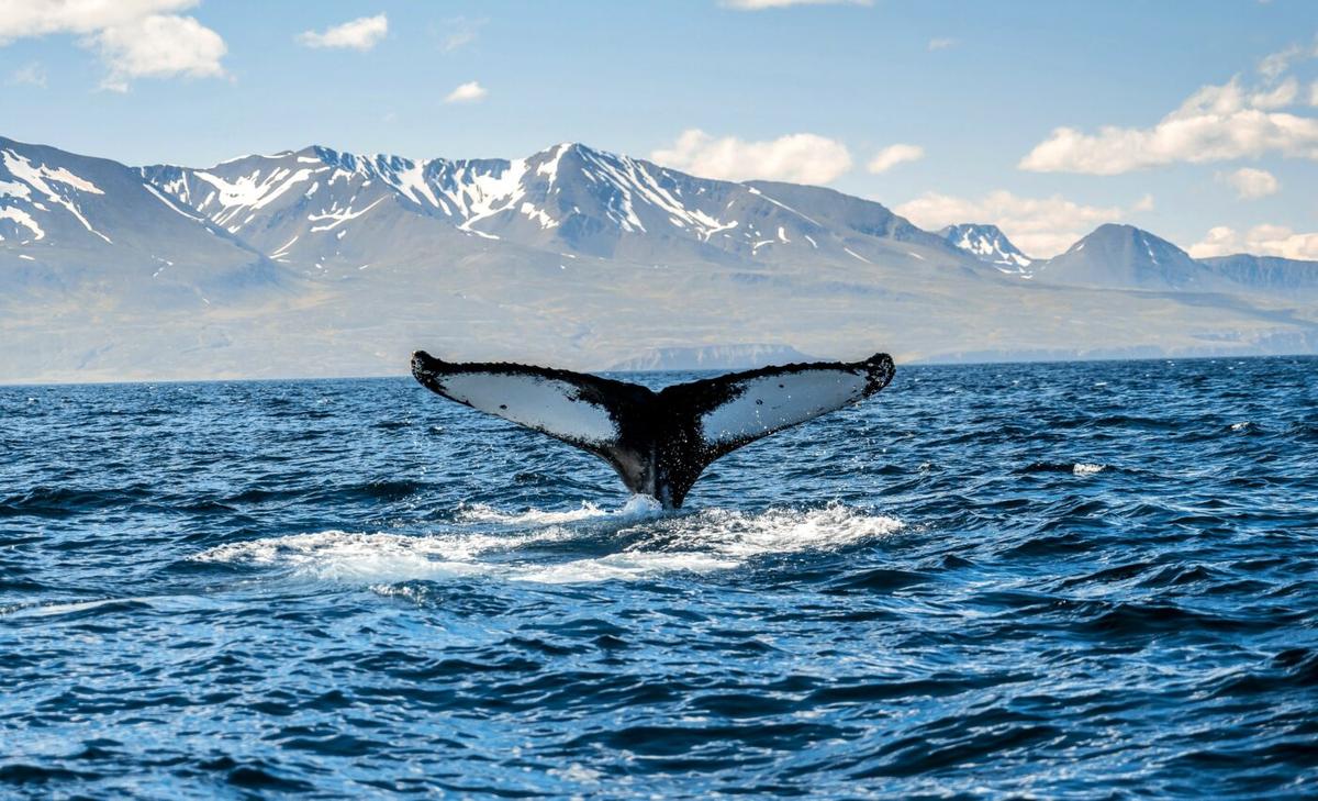 Scientists can eavesdrop on whales in the Arctic