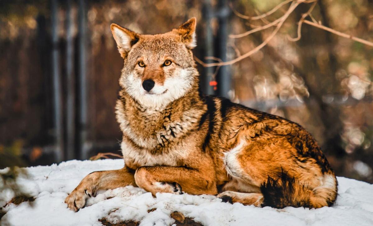 Huge win for wildlife: Endangered Species Act restored
