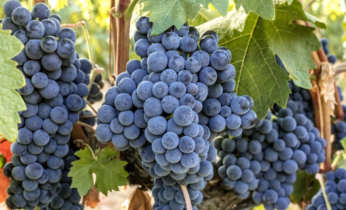Future of Spanish wine is threatened by climate change