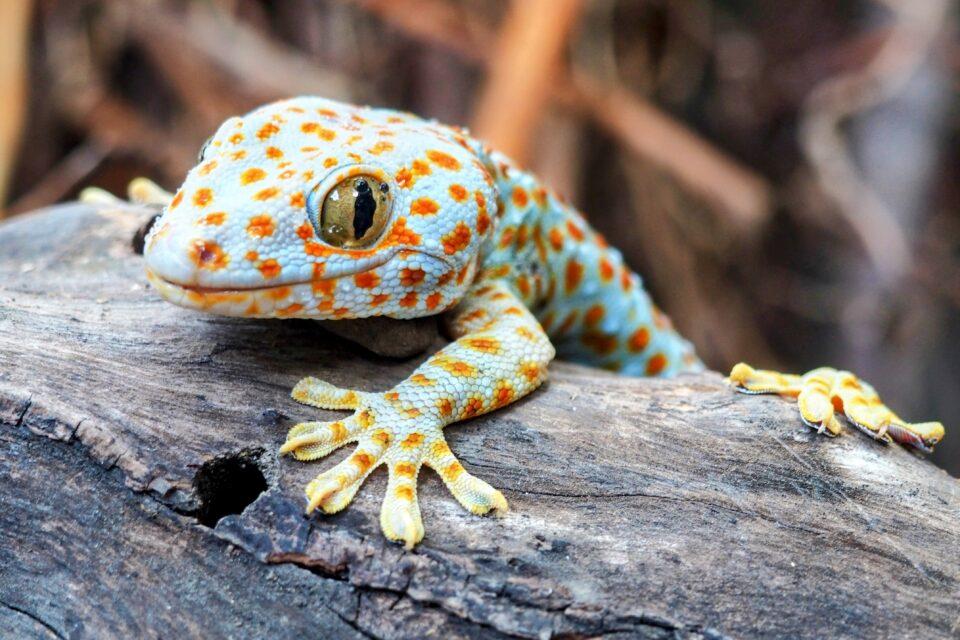 What gives gecko feet their grip?