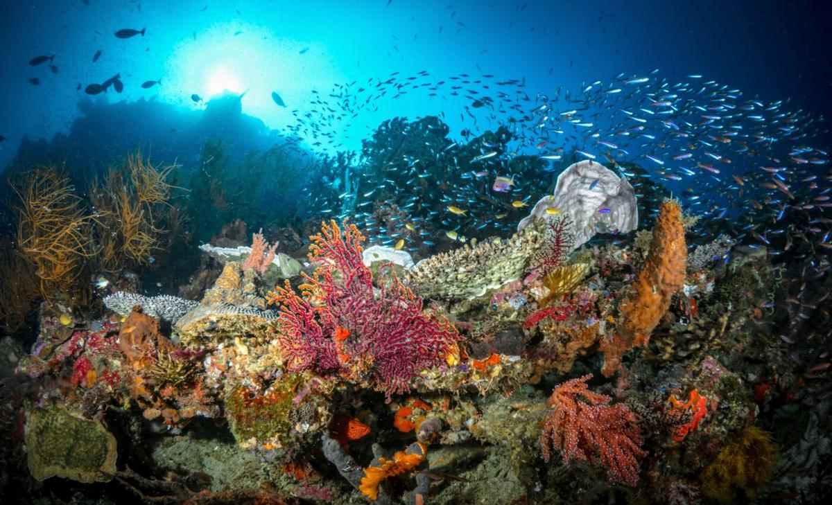 Pristine coral reefs have been invaded by microplastics