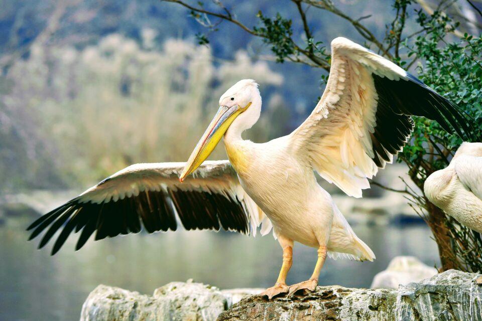 Some birds evolved bright colors to avoid collisions