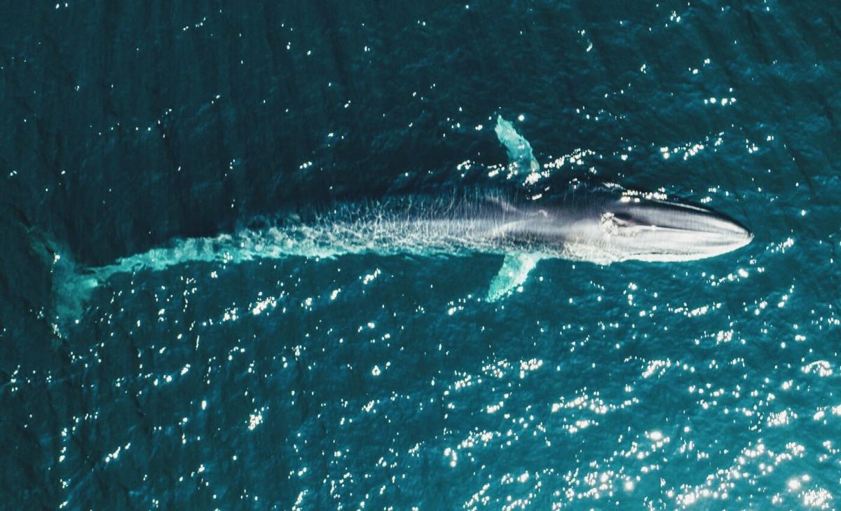 Fin whales are finally rebounding in the Antarctic