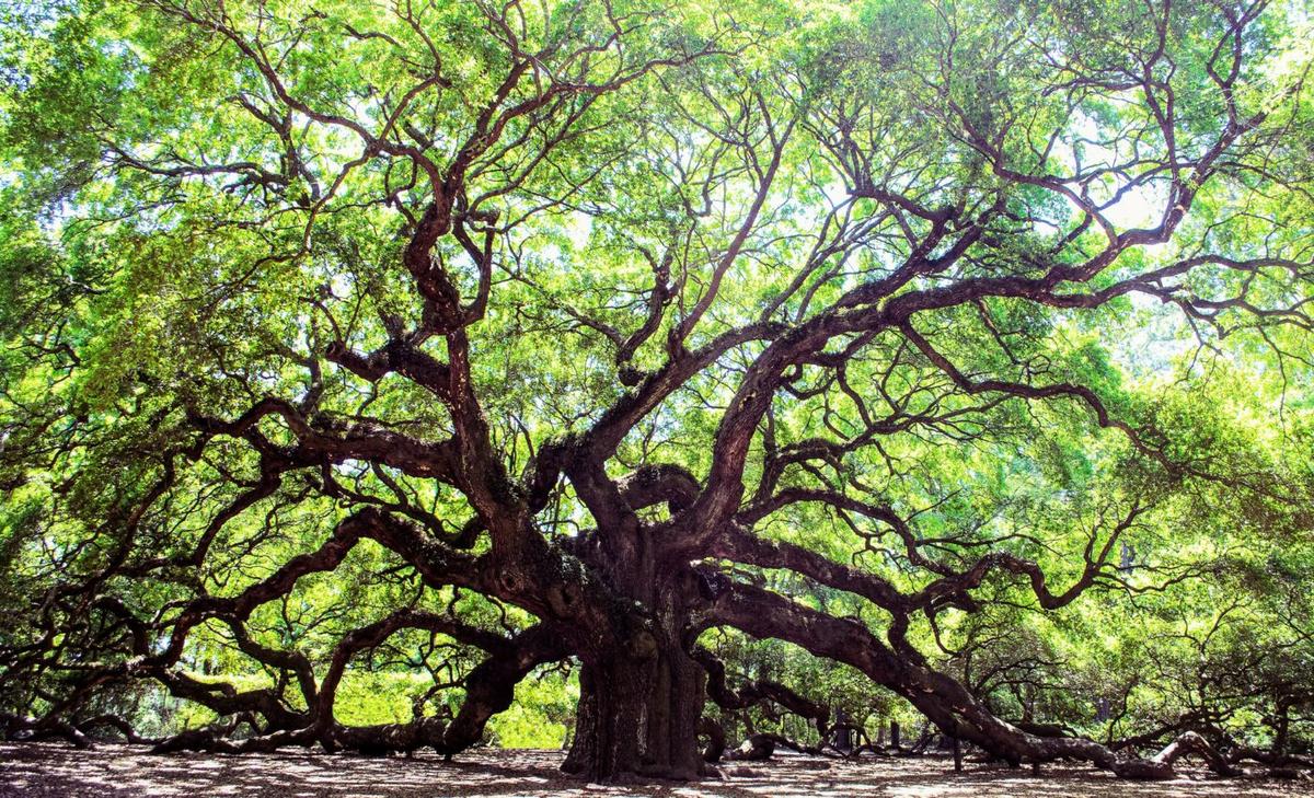 Researchers find "extinct" oak tree hiding in plain sight