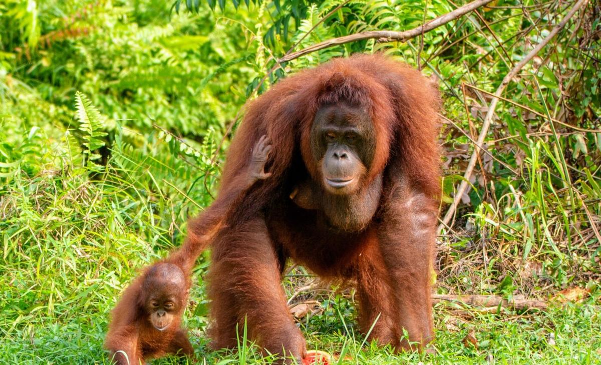 Climate action should be linked with primate protection