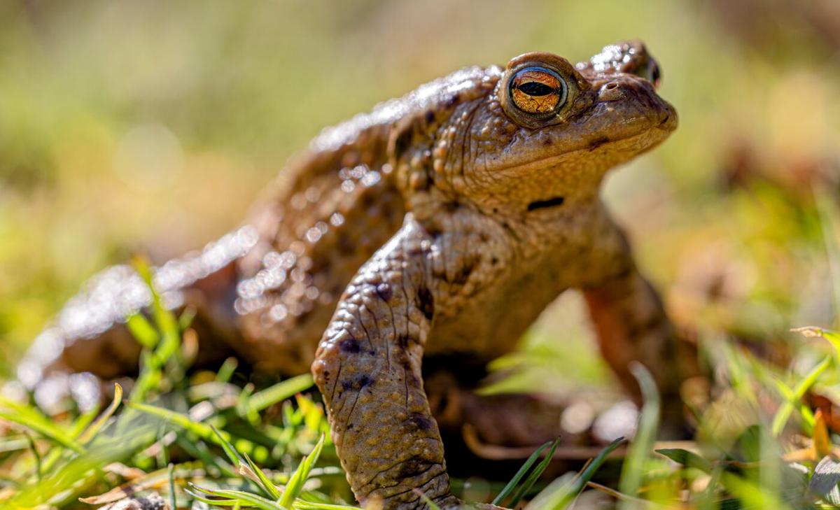 Toads in the UK are unexpectedly climbing trees