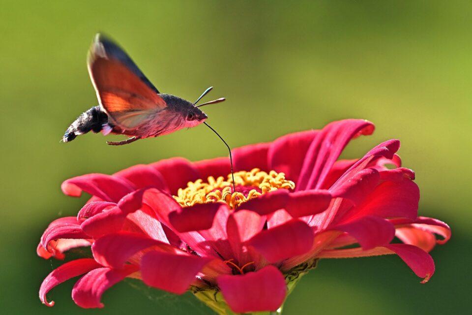 Hawk moths in the Bahamas are the smallest ever found