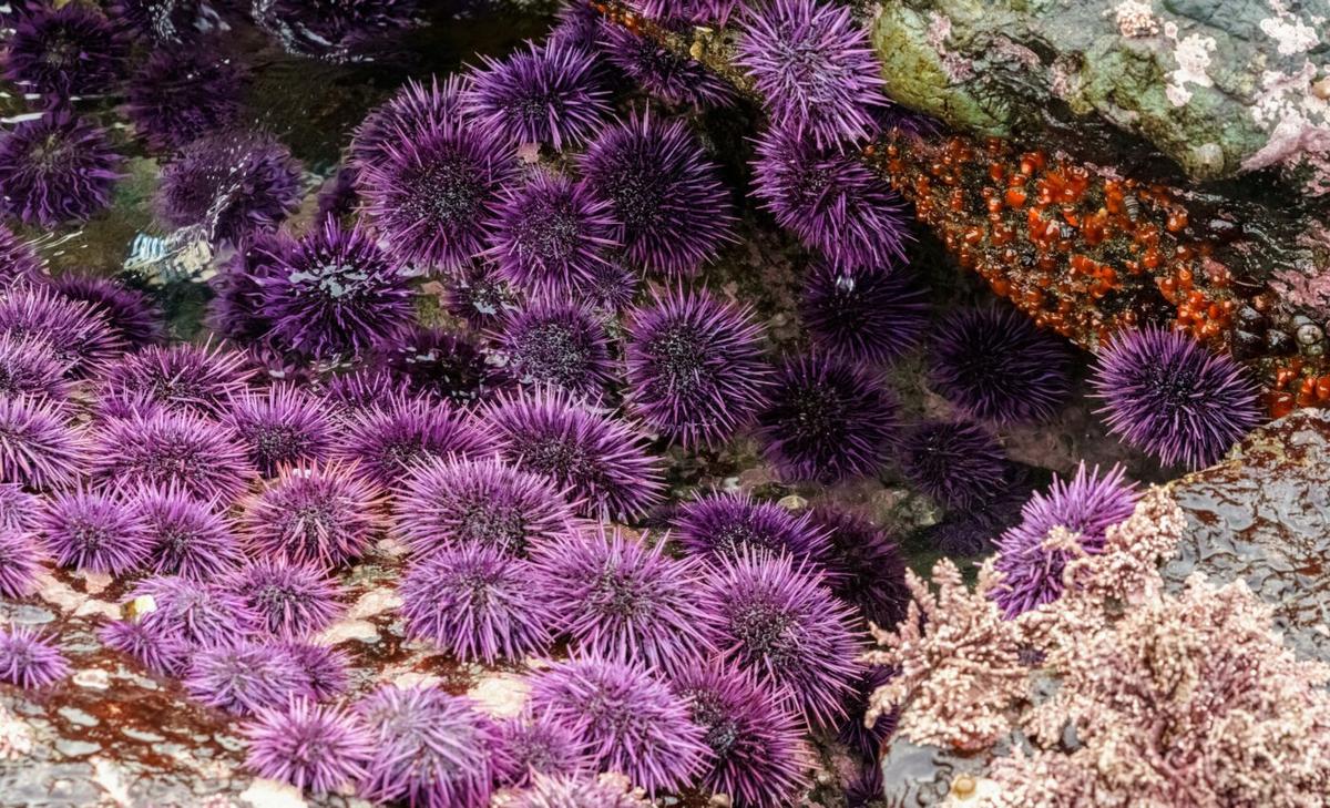 Why are urchins sometimes feeding on living kelp?