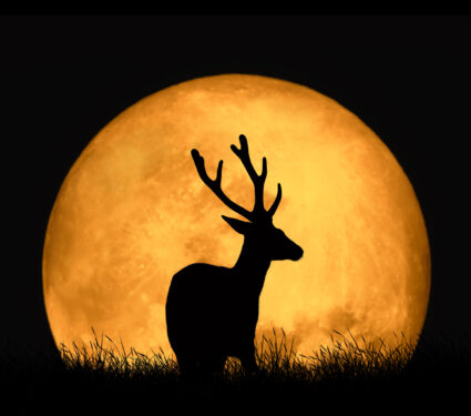Silhouette,Deer,On,The,Background,Of,Red,Moon