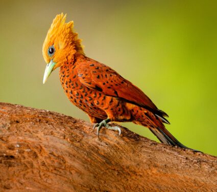 Woodpecker.jpg