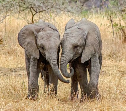 2022/07/Elephants.jpg