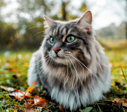 Cat.jpg