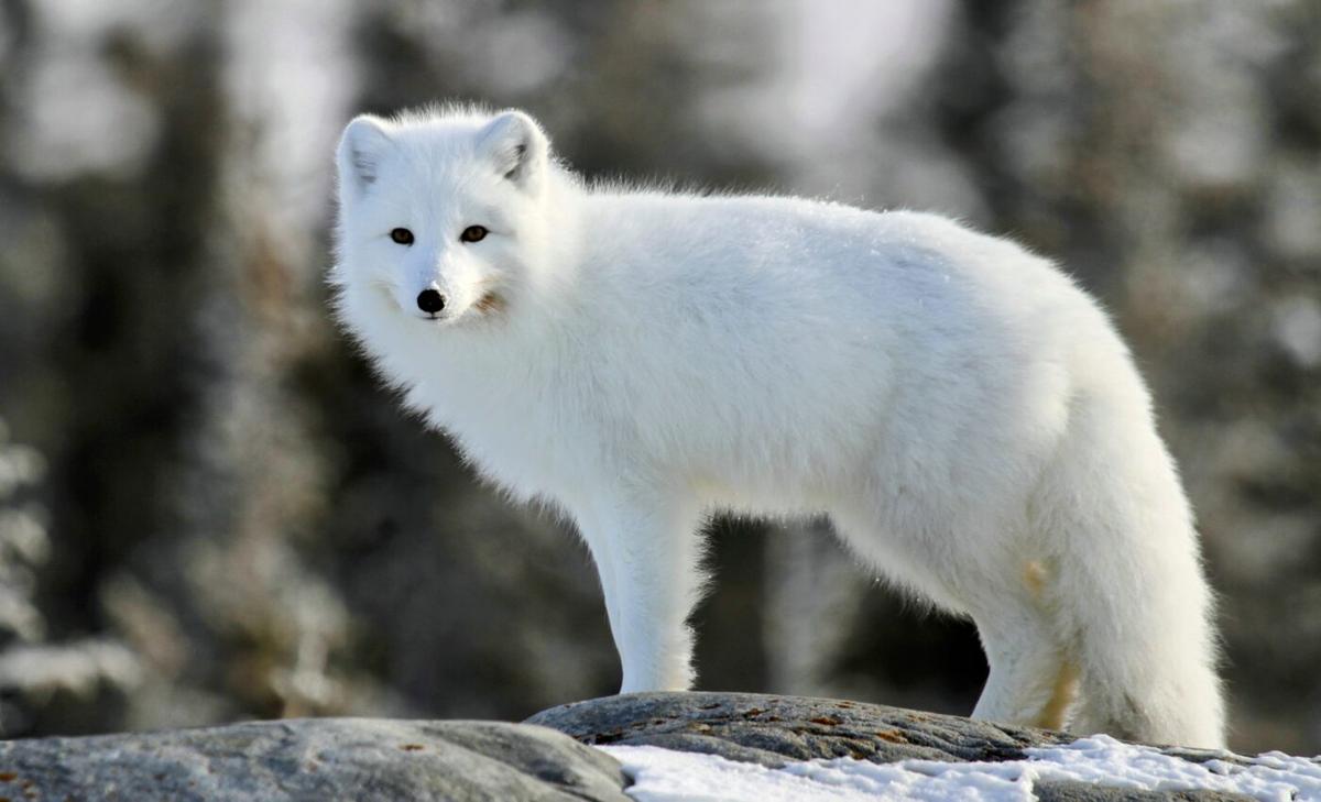 Aerosol particles contribute to rapid warming in the Arctic