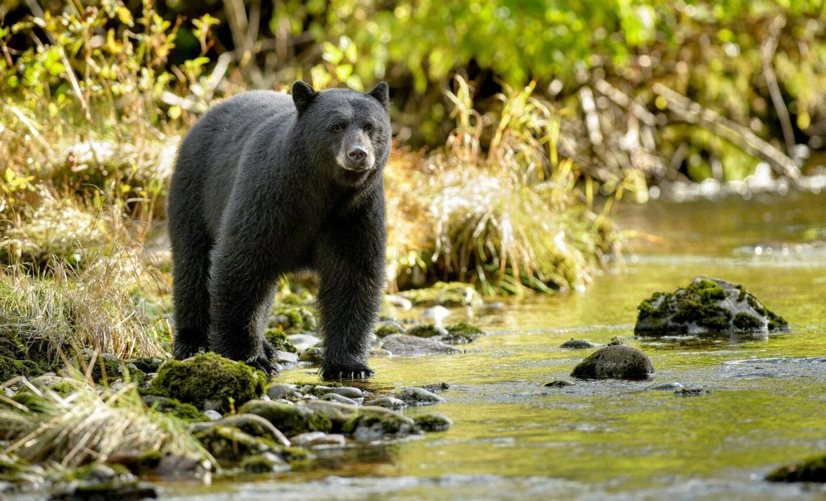 How hibernating bears could help humans prevent muscle loss