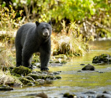 Hibernating-bears.jpg