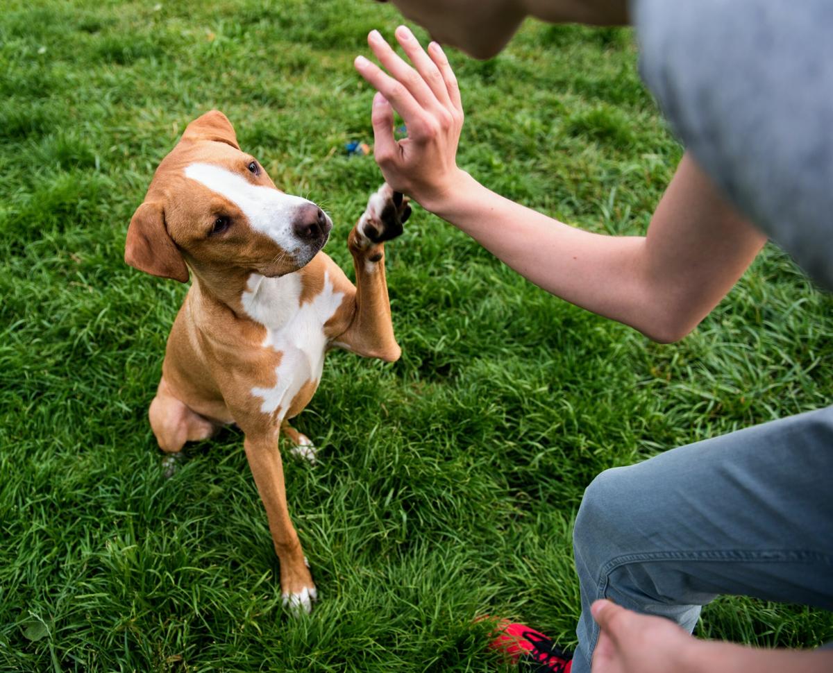 Dogs can be prompted to repeat their recent actions