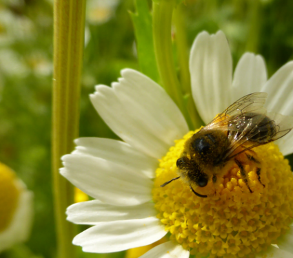 2022/07/Low-Res_Bee-Louise-Truslove-3.jpg.png