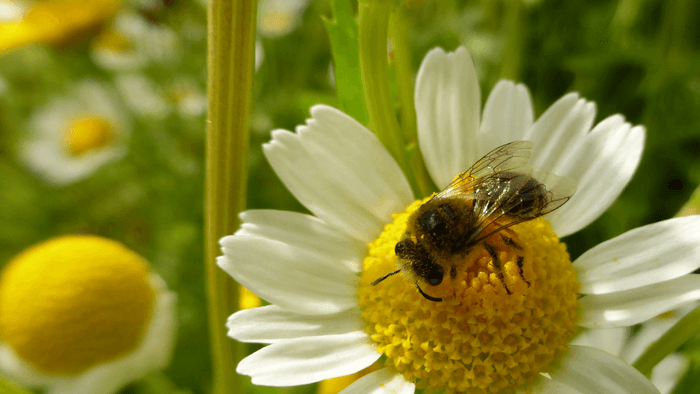 Pollinators stabilize the production of food crops