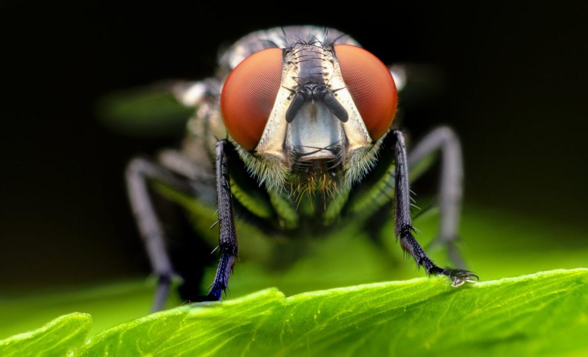 Fly fungus lures males to mate with female corpses
