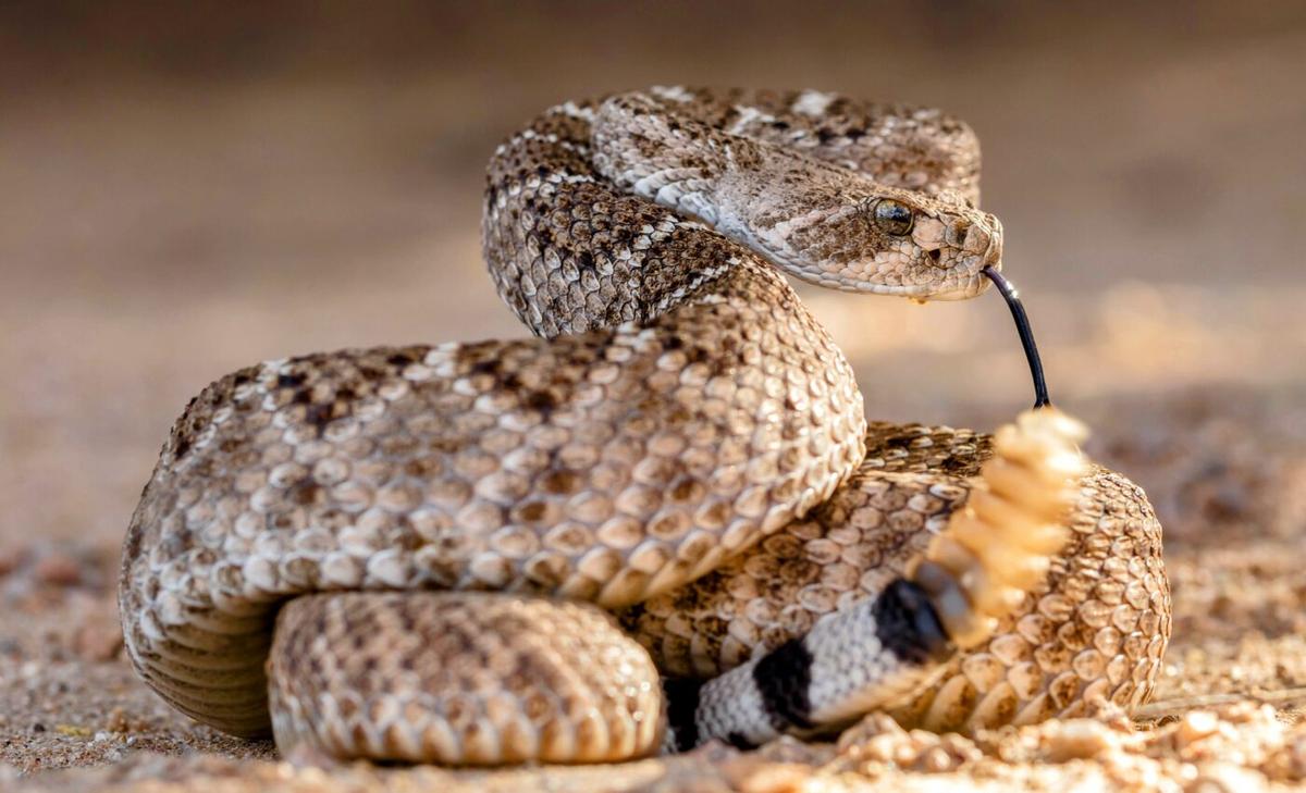 Rattlesnakes diversify their venom for evolving prey