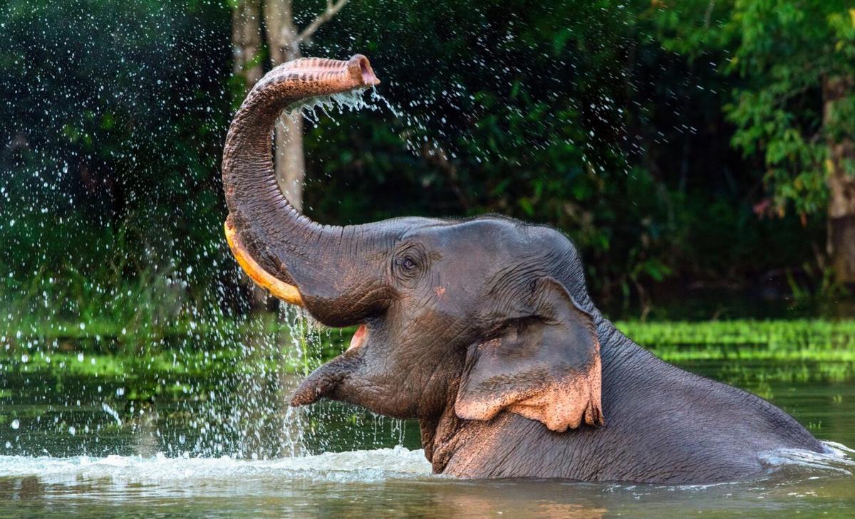 Skin folds give elephant trunks more flexibility