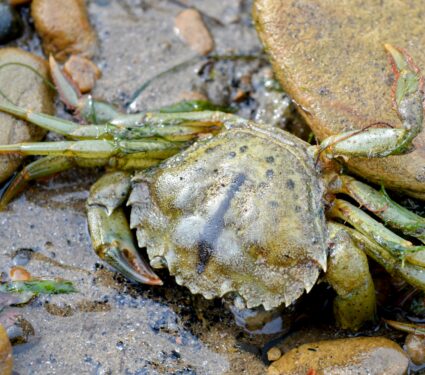 Green-crab.jpg