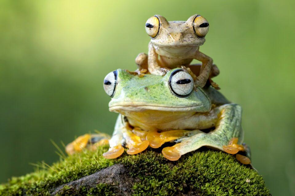 Most threatened species need targeted action to survive