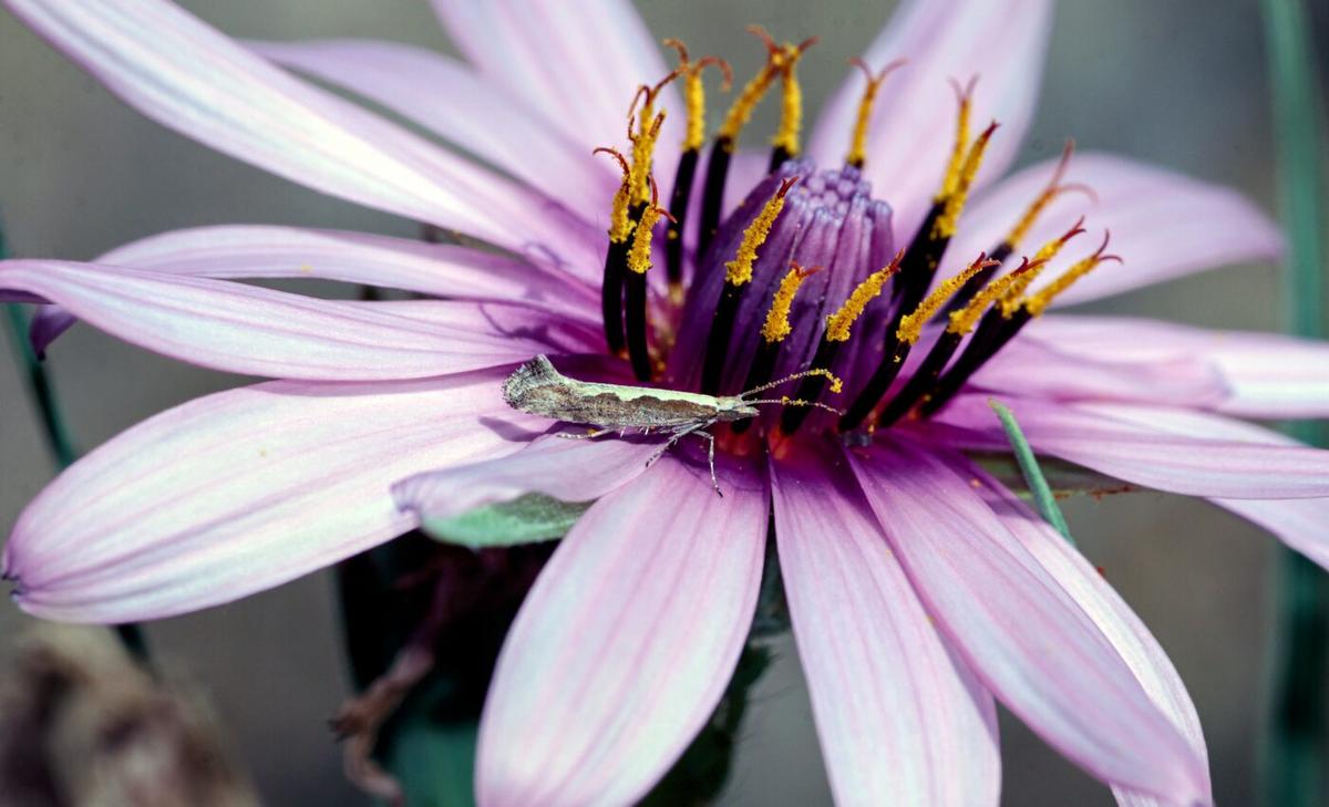 Insects have inherited hundreds of genes from microbes