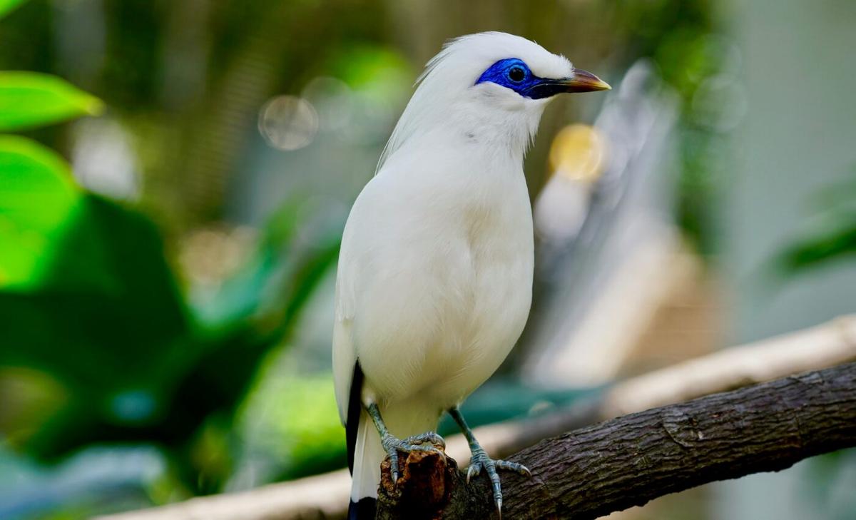 Neophobic birds are less likely to adapt to rewilding