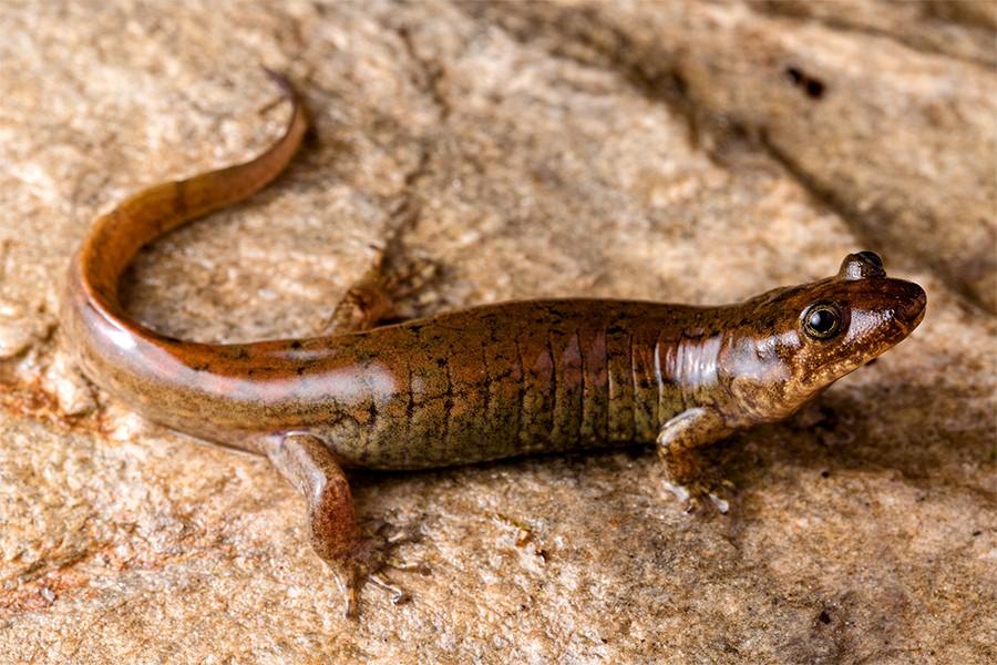 Three new black-bellied salamanders were hidden in plain sight