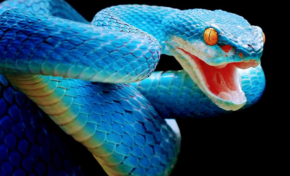 Exotic snakebites have increased over the last decade