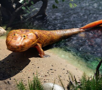 Tiktaalik.jpg