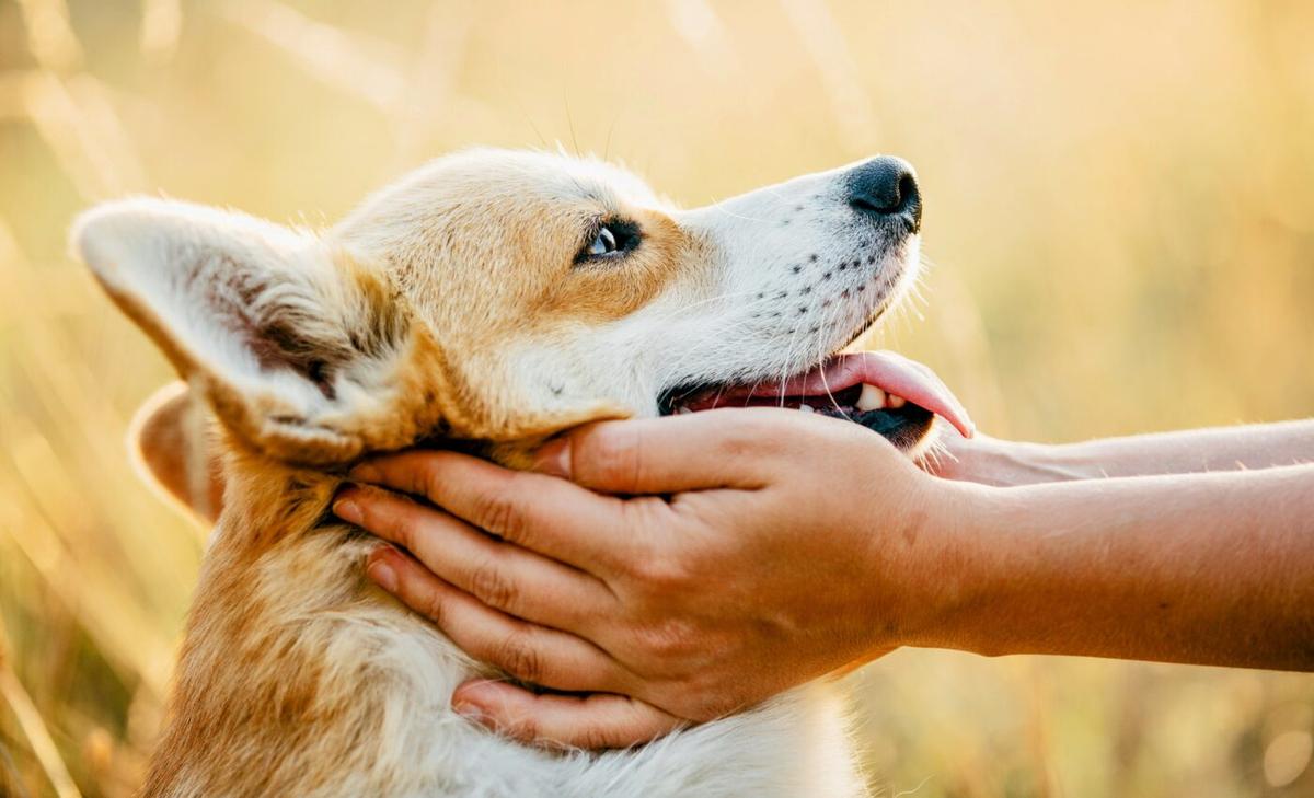 Dogs gain positive reinforcement from their owner's face
