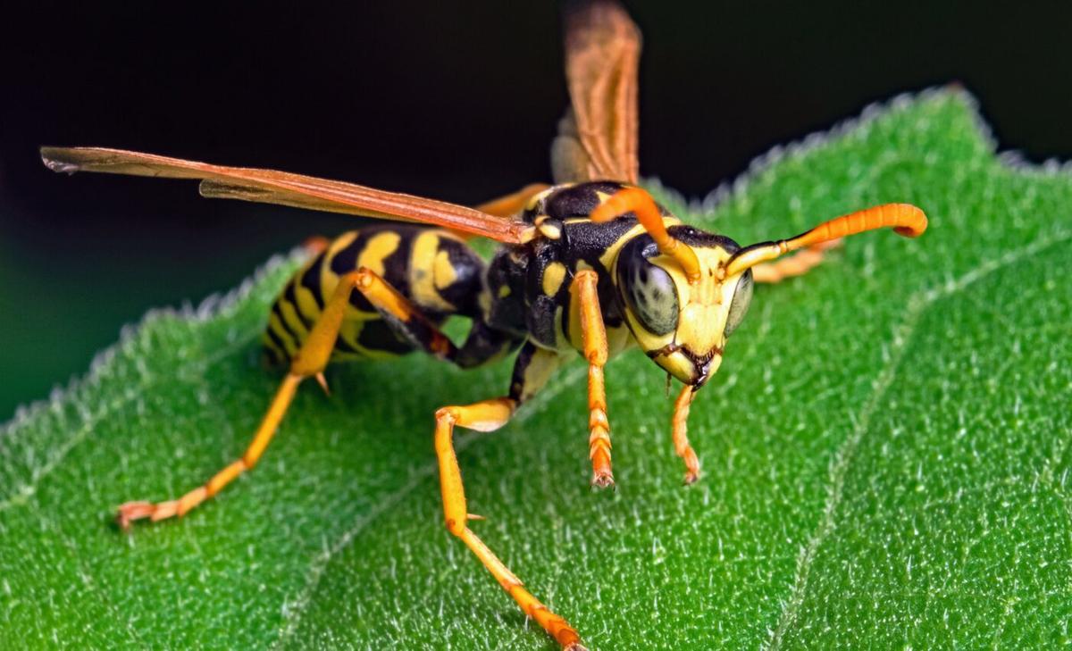 Paper wasps can form abstract concepts