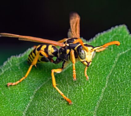 Paper-wasp.jpg