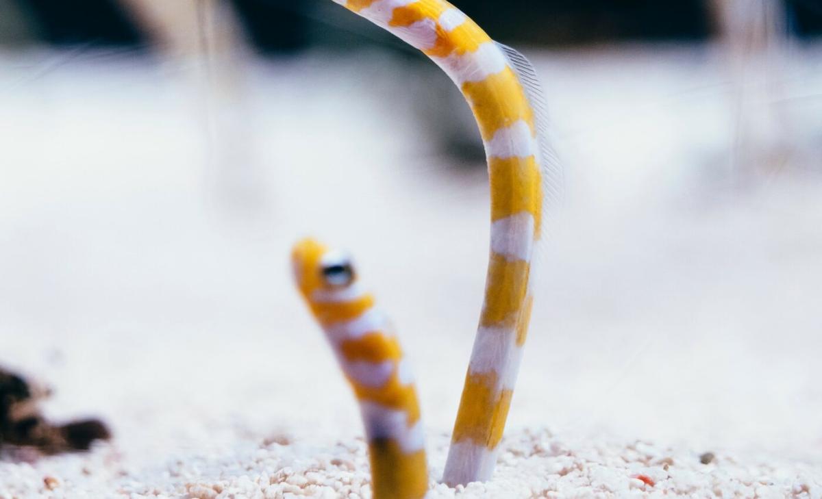 Study reveals the secret feeding strategies of garden eels