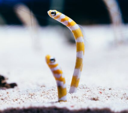 Garden-eels.jpg