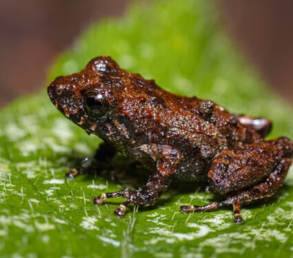 Frogs3.jpg