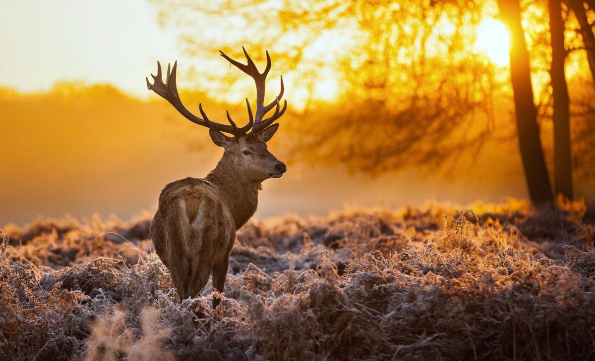 Red deer become less sociable with age