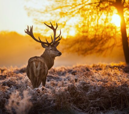 Red-deer.jpg