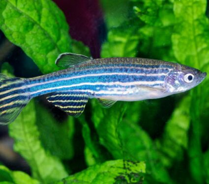 Zebrafish.jpg