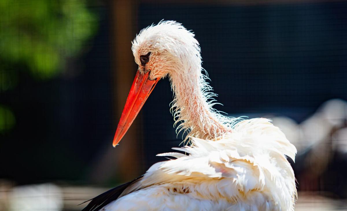Animals with infections are less able to adapt and survive