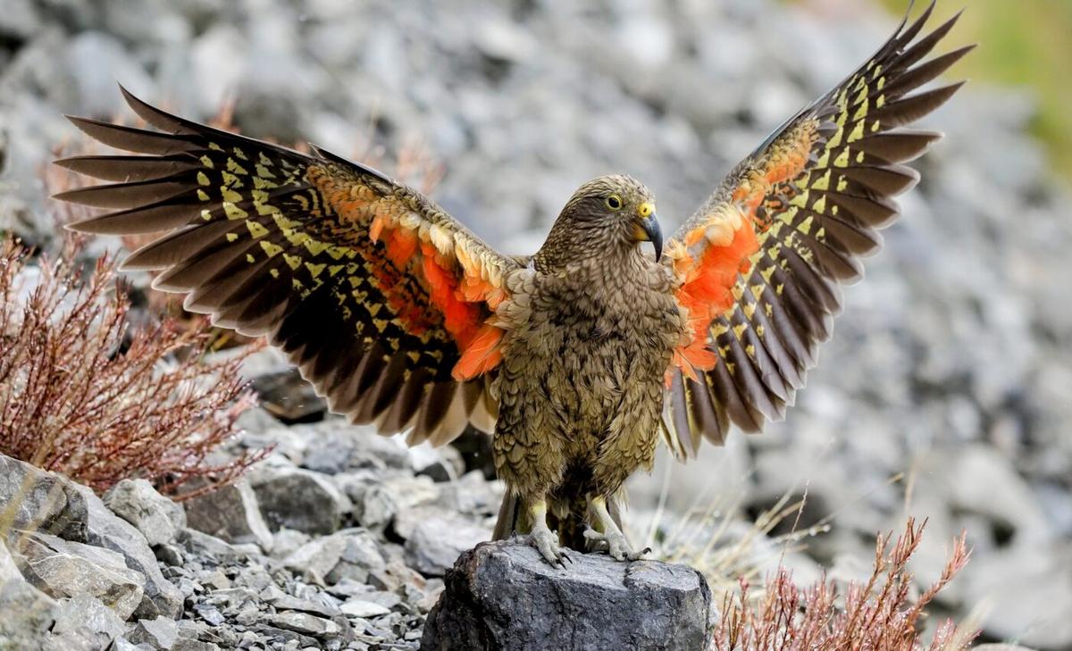 Birds could rapidly lose the traits that make them unique