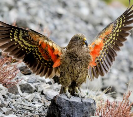 Bird-traits.jpg
