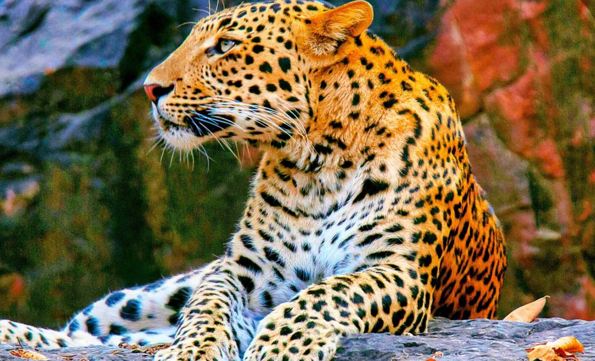 Large carnivores need protection to avoid extinction