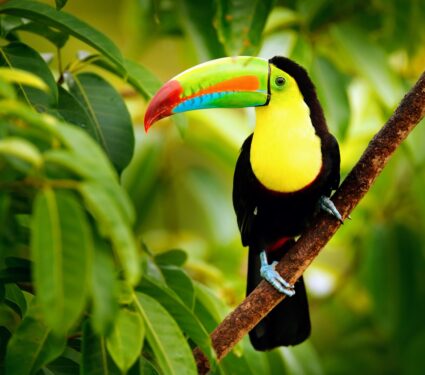 Tropical-mountain-birds.jpg