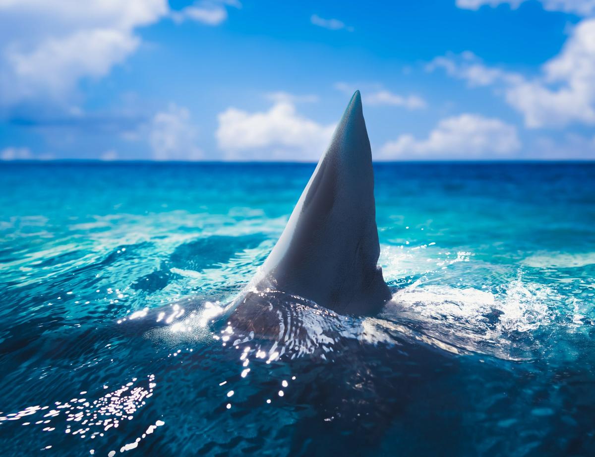 Sharks in the fin trade have a high risk of extinction