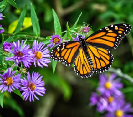 Monarch.jpg