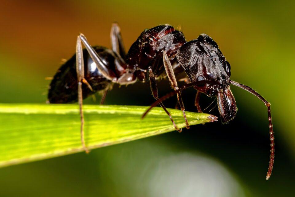 How do trap-jaw ants keep from blowing their heads off?