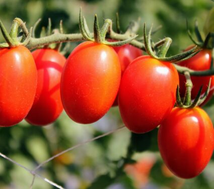 Tomatoes.jpg